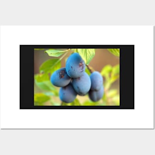 Ripe blue plums in an orchard Posters and Art